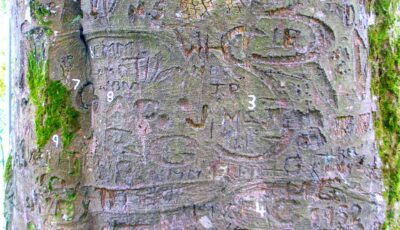 L'arbre autographe du Coole Park - IrishFireside - cc