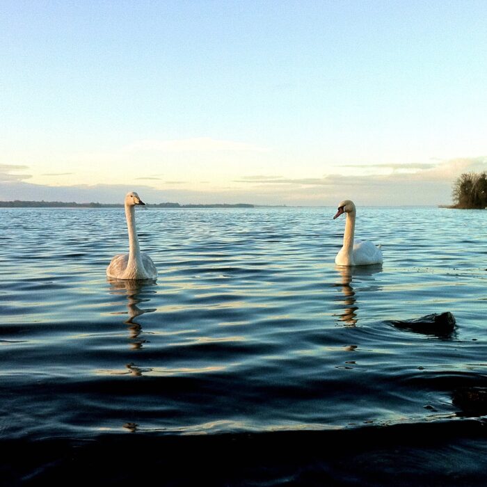 Le Lough Ennell - Fiona MacGinty-O’Neill - cc
