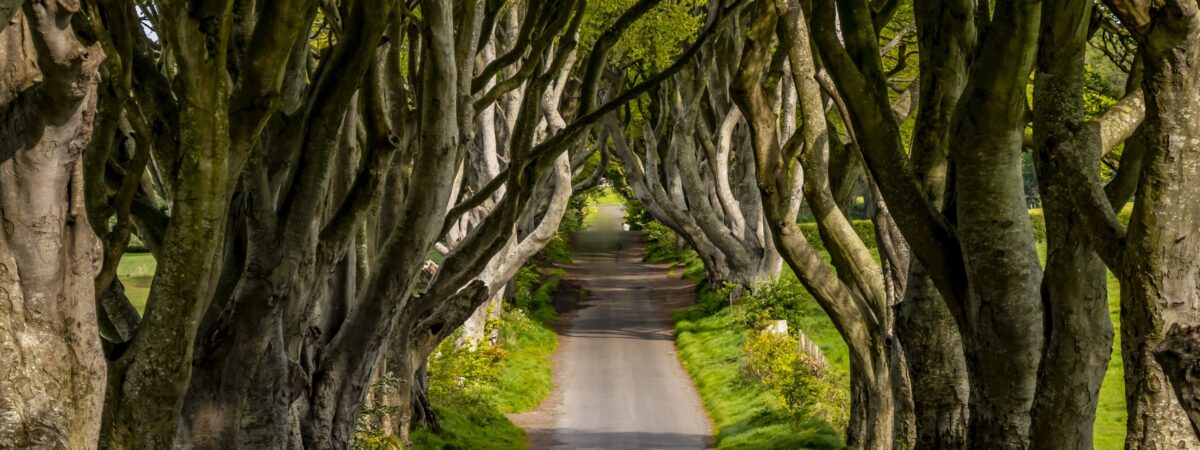 Dark Hedges - © 4kclips