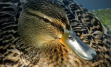 Un irish duck - || UggBoy♥UggGirl || PHOTO || WORLD || TRAVEL ||