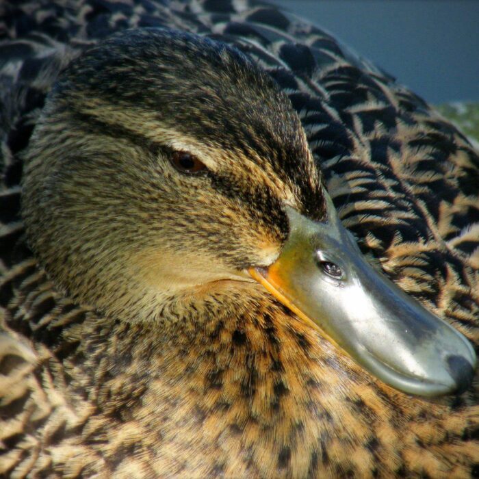Un irish duck - || UggBoy♥UggGirl || PHOTO || WORLD || TRAVEL ||