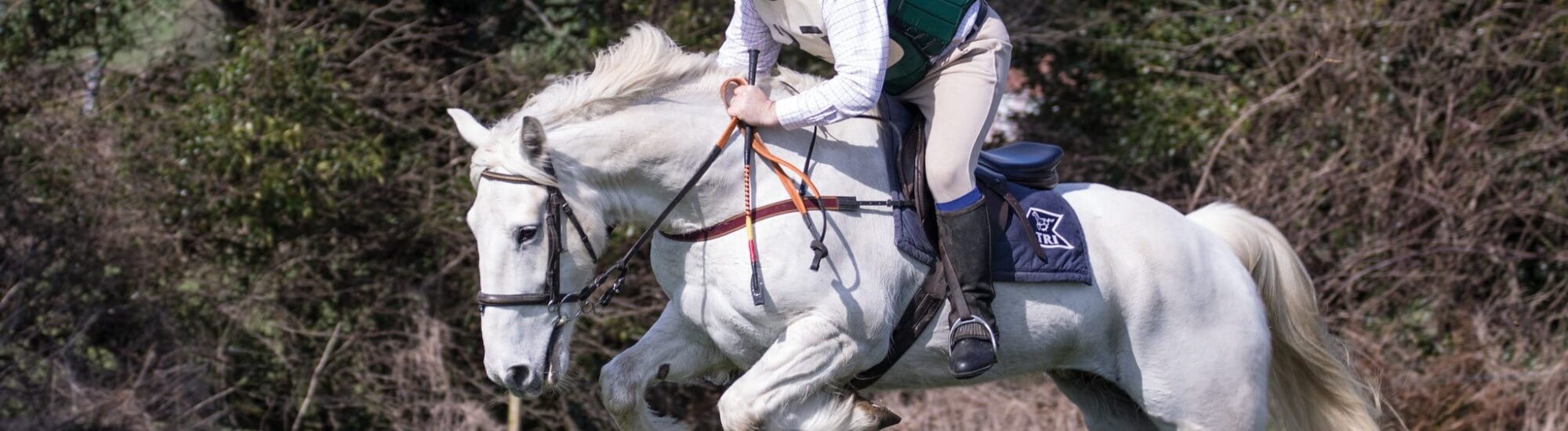 Un hunter irlandais - Nick & Anne photo - cc