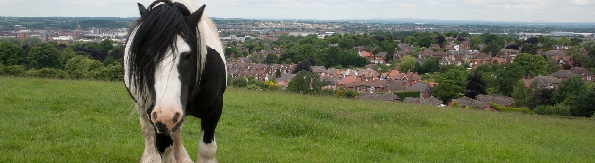 Un irish cob - Thomas Quine - cc