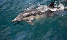 Un dauphin - Corey.C - cc