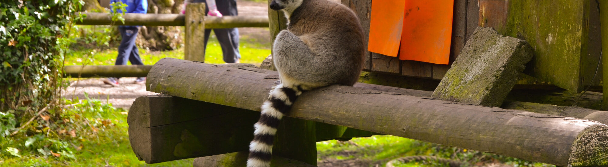 Des lémuriens au Fota wildlife park - James McNamara - cc