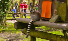 Des lémuriens au Fota wildlife park - James McNamara - cc