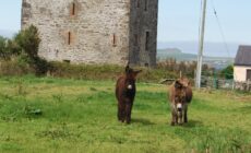 Le Gallarus Castle - jemartin03 - cc