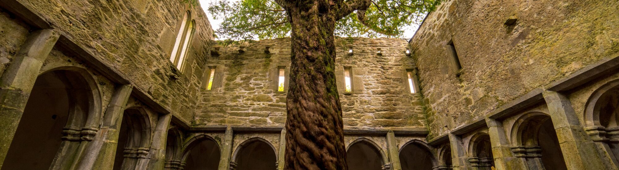 La Muckross Abbey et son arbre incroyable - Luca Genero - Shutterstock