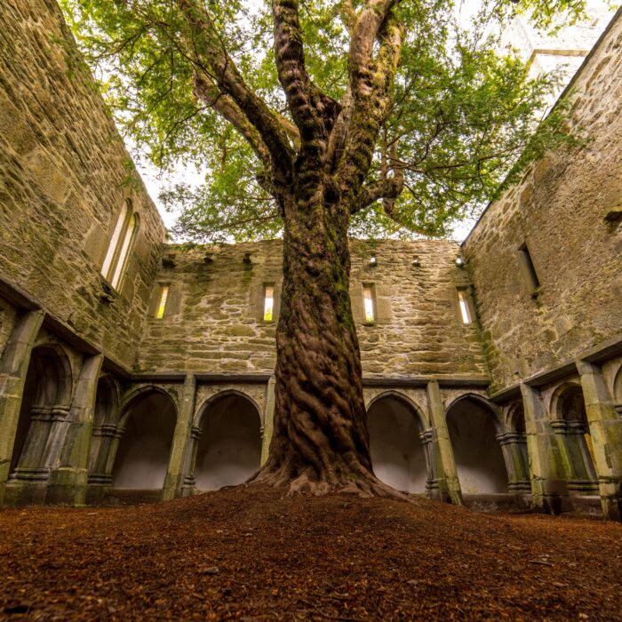 La Muckross Abbey et son arbre incroyable - Luca Genero - Shutterstock