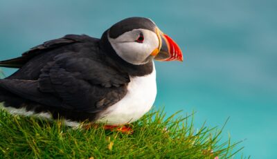 Un puffin - © Blue Planet Studio