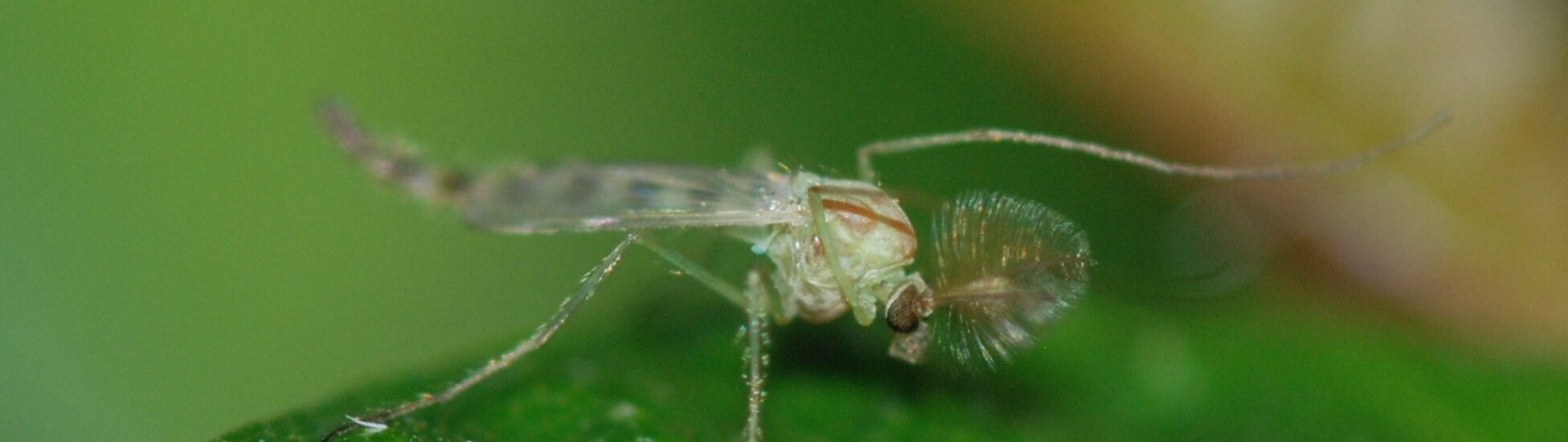 Un midge - MirandaKate - cc