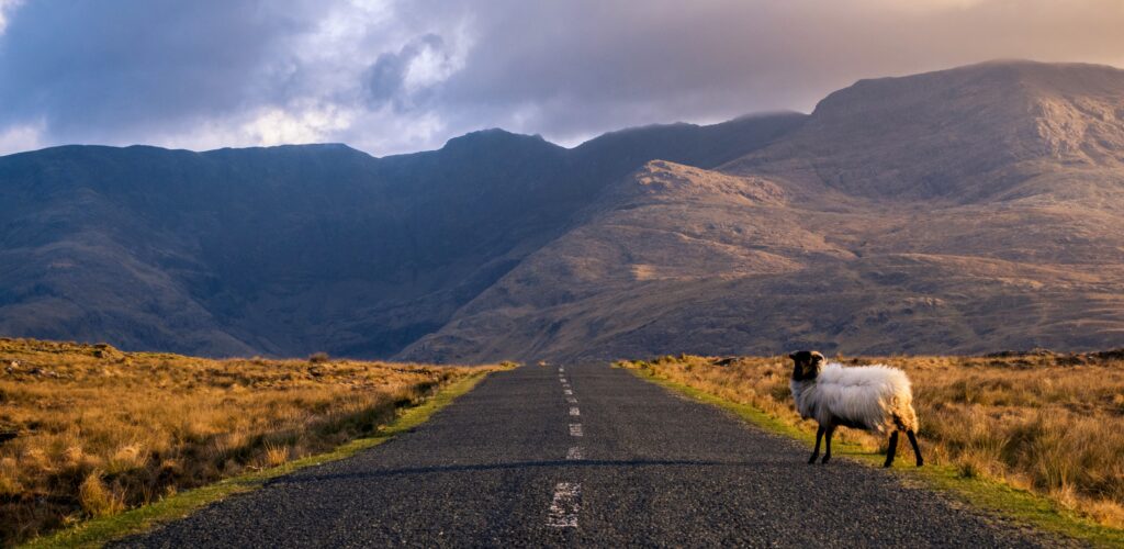 Un mouton sur une route dans le Connemara en Irlande - © Roberto Medeiros