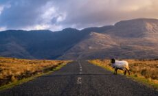 Un mouton sur une route dans le Connemara en Irlande - © Roberto Medeiros