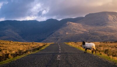 Un mouton sur une route dans le Connemara en Irlande - © Roberto Medeiros