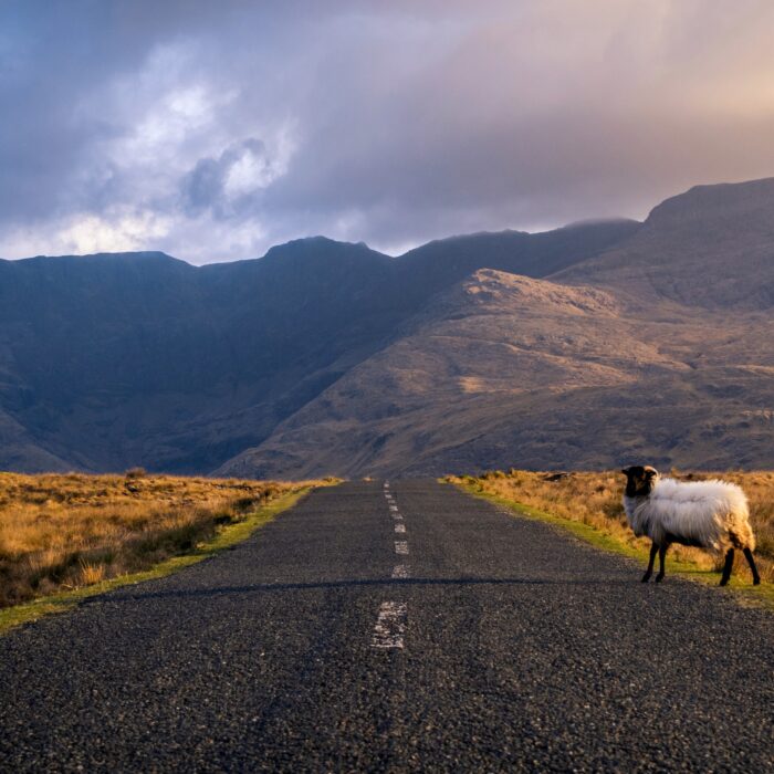 Un mouton sur une route dans le Connemara en Irlande - © Roberto Medeiros