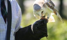 Un oiseau de la fauconnerie - John Haslam - cc