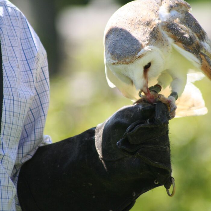 Un oiseau de la fauconnerie - John Haslam - cc