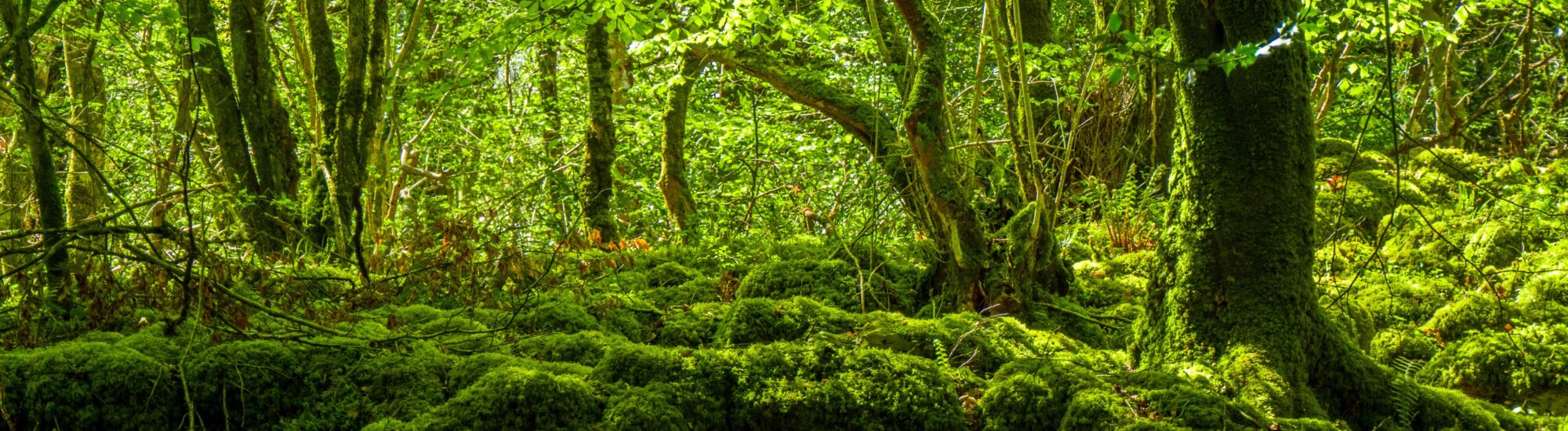 La Mossy Woods - © 4kclips