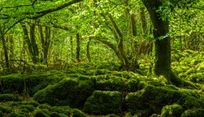 La Mossy Woods - © 4kclips