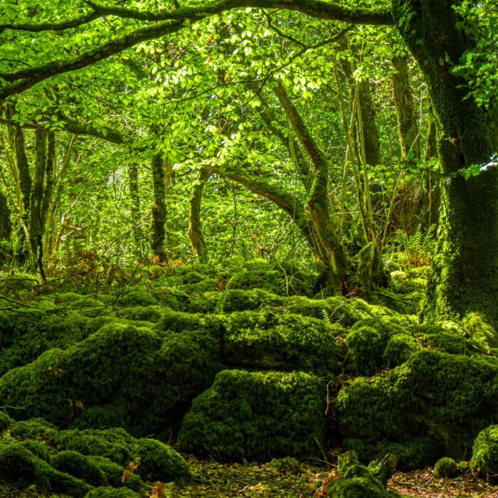 La Mossy Woods - © 4kclips