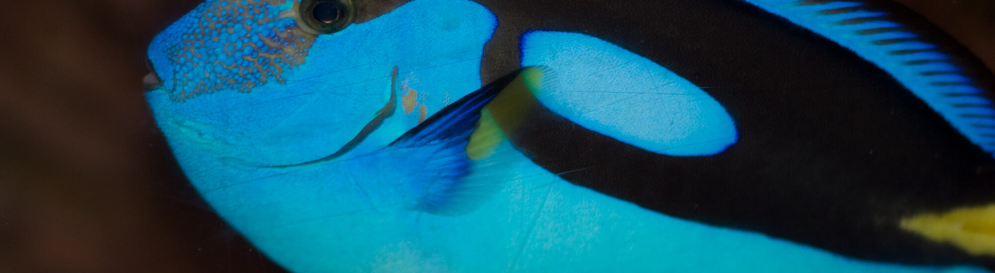 National Sea Life Centre - Ben Crowe - cc