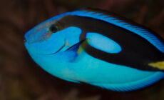 National Sea Life Centre - Ben Crowe - cc