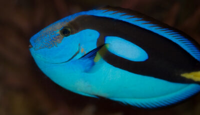 National Sea Life Centre - Ben Crowe - cc