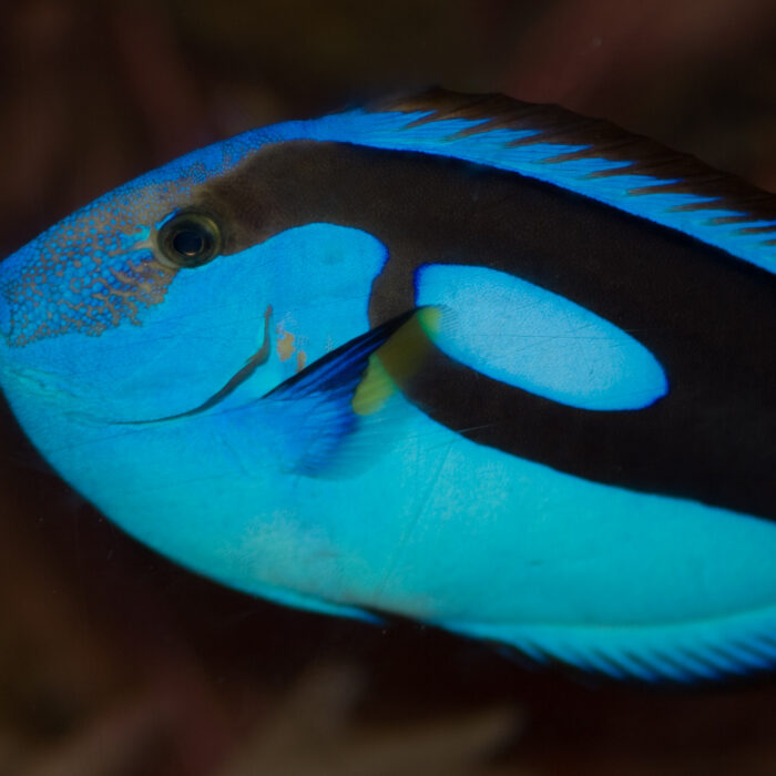 National Sea Life Centre - Ben Crowe - cc