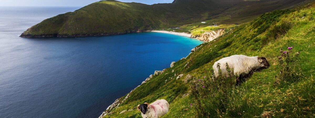 Achill Island et ses moutons - © Thomas Pitterle