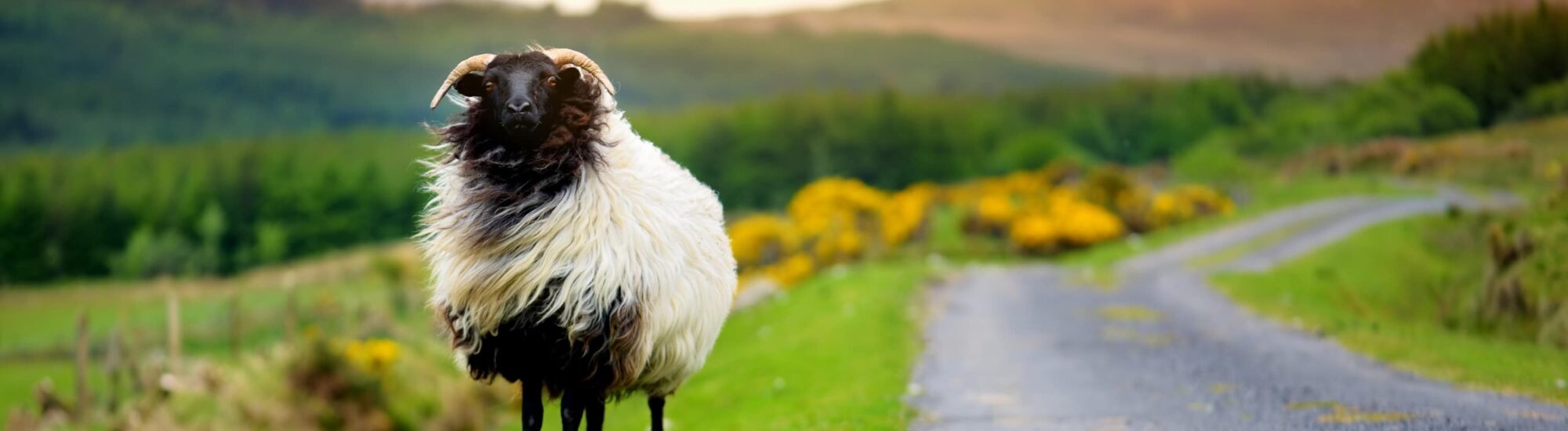 Travailler à la ferme en Irlande