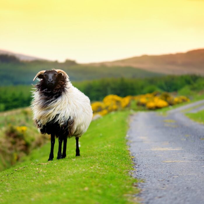 Un mouton en Irlande - © MNStudio