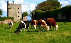 Le Carrigaholt Castle - mooncross - cc