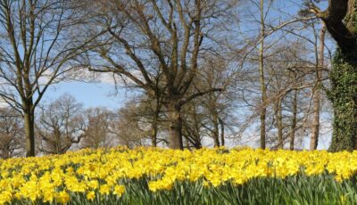Un champ de jonquilles du Barnett Demesne - Kathryn Cochrane - cc