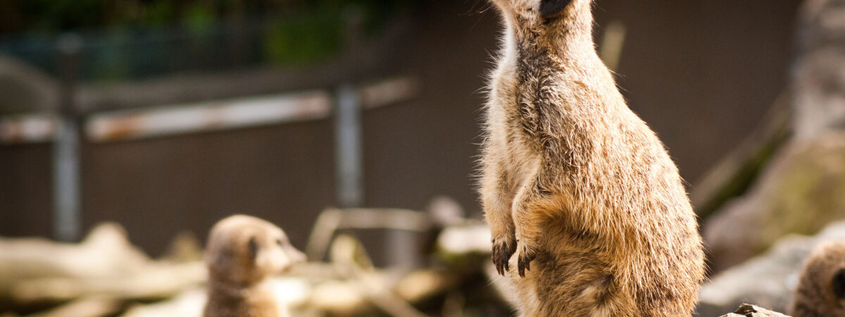 Le Belfast Zoological Gardens - preprod.guide-irlande.com