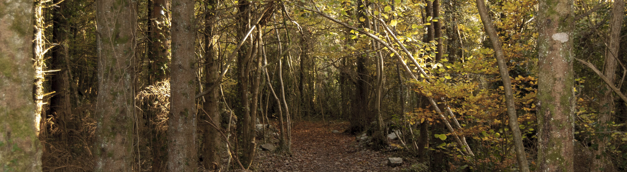 Merlin Woods Park - Paul Fox-Reeks - cc