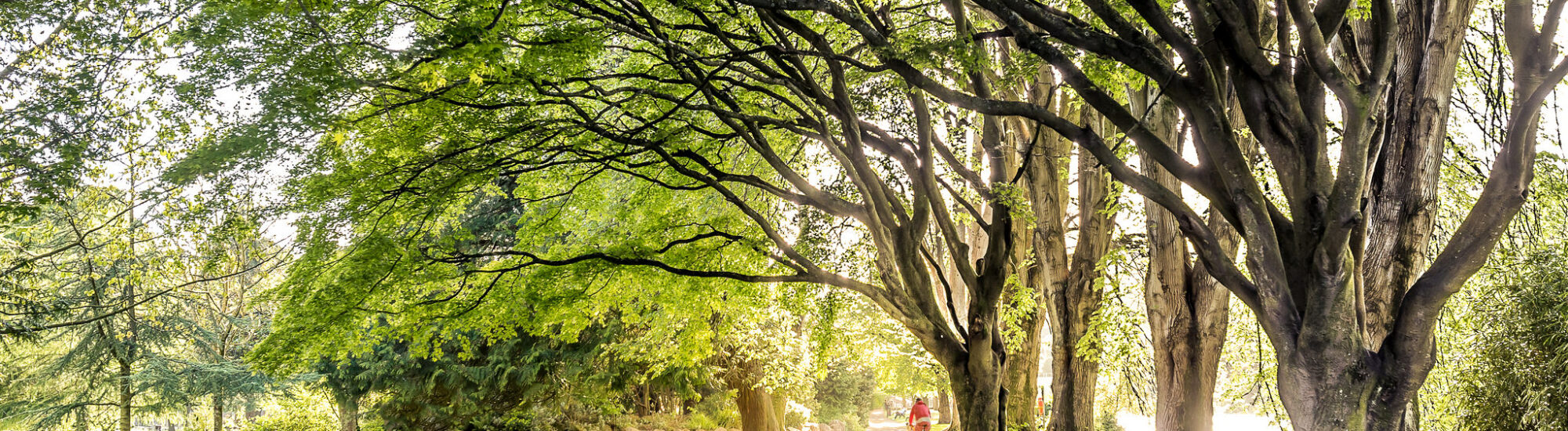 Le Fitzgerald park de Cork - Vincent Moschetti - cc