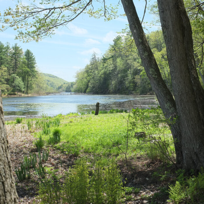 Innisfree - Iliazd - cc