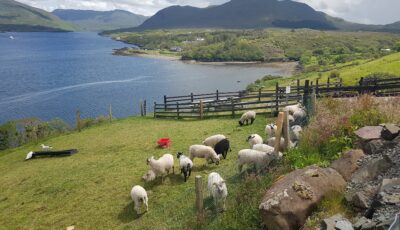 La Killary sheep farm - © Anika