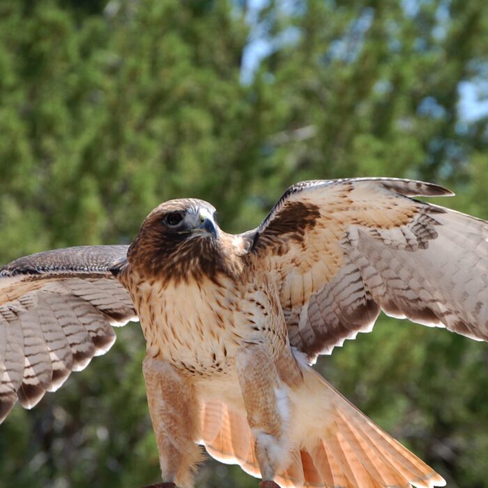 Une aigle - ~Pawsitive~Candie_N - cc