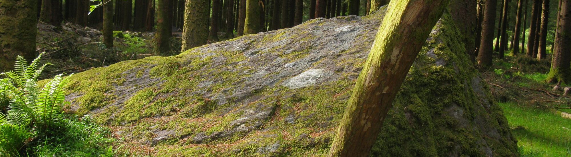 Parcs forestiers irlandais