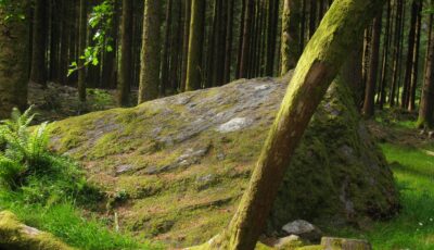 Gougane Barra Forest Park - Tyler Ott - cc