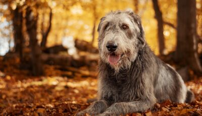 Un irish wolfhound - © Kamila