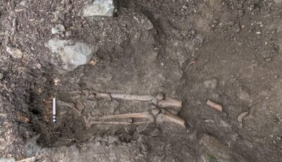 Ossements trouvés sous l'arbre de Collooney