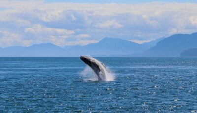 Une baleine - Navin75 - cc