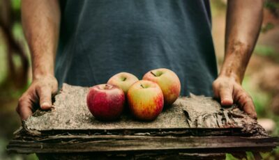 Des pommes Bramley - mythja