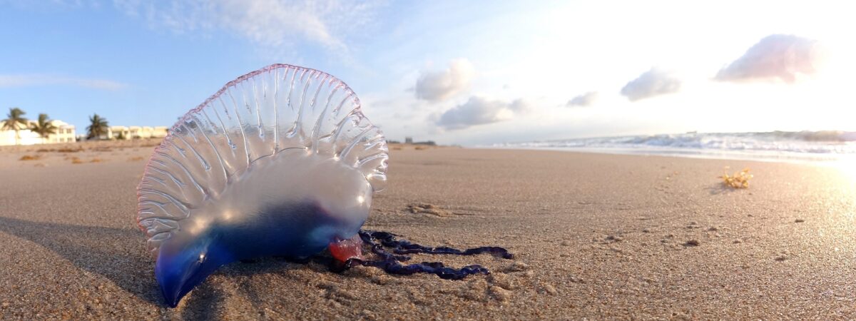 Une Physalia phyalis sur une plage - Volkan Yuksel - cc