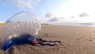 Une Physalia phyalis sur une plage - Volkan Yuksel - cc