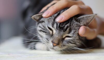 Un chat en train de se faire papouiller -K-nekoTR - cc