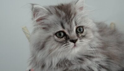 Un chaton - Domaine public