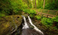 Le Glenariff Forest Park - Umberto Nicoletti - cc
